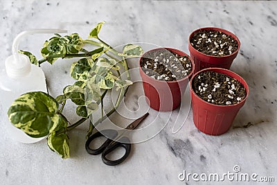 Epipremnum Pothos â€˜NJoyâ€™ plants propagation from cuttings in small pots Stock Photo